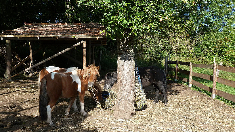 Clara Mona und Blacky