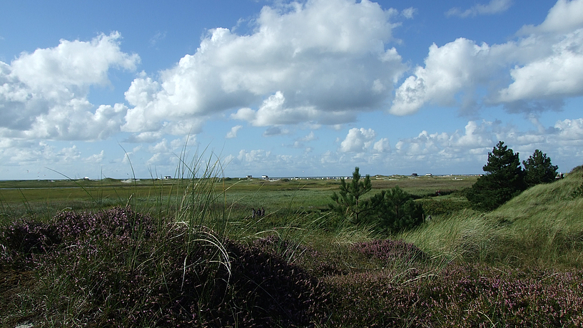 Dünenlandschaft am Strand